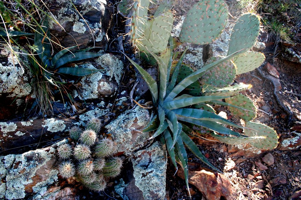 Three Cacti Together