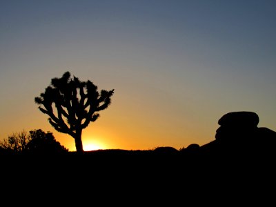 Sunset at Joshua Tree NP in California