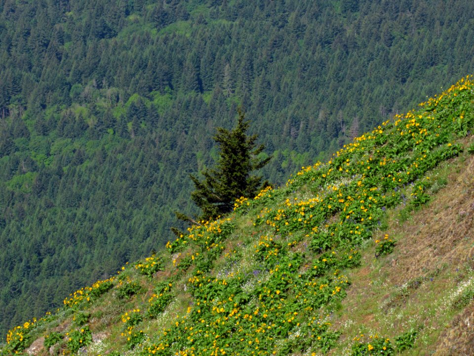 Wildflowers on Dog Mountain Trail in WA