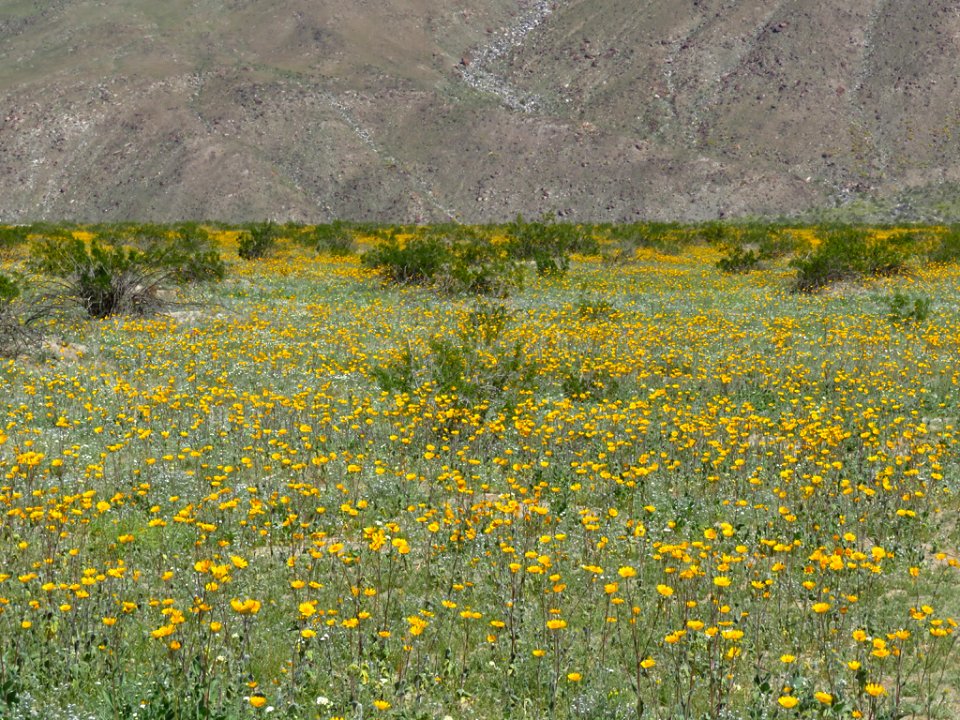 Henderson Canyon with Wildflowers at Anza-Borrego Desert SP in CA photo