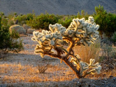 Sunrise at Joshua Tree NP in CA
