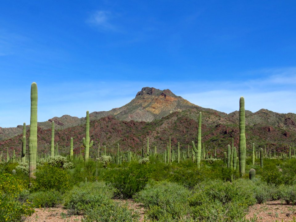 Organ Pipe Cactus NM in AZ