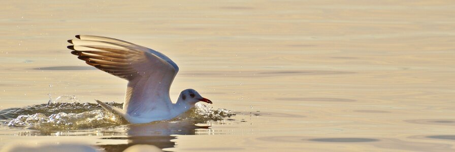 Animal world lake bird