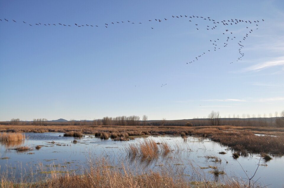 Waterfowl nature pond
