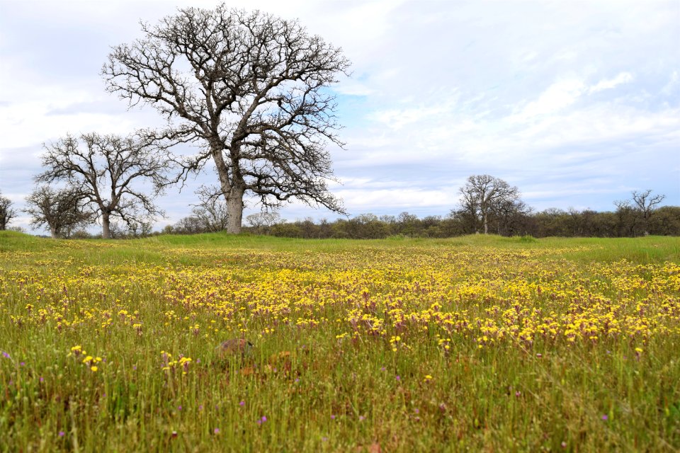Sacramento River Bend Outstanding Natural Area