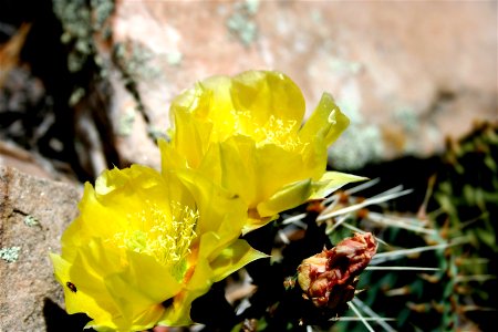 Yellow Twins