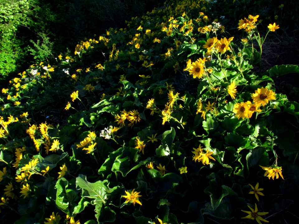 Wildflowers on Dog Mountain Trail in WA