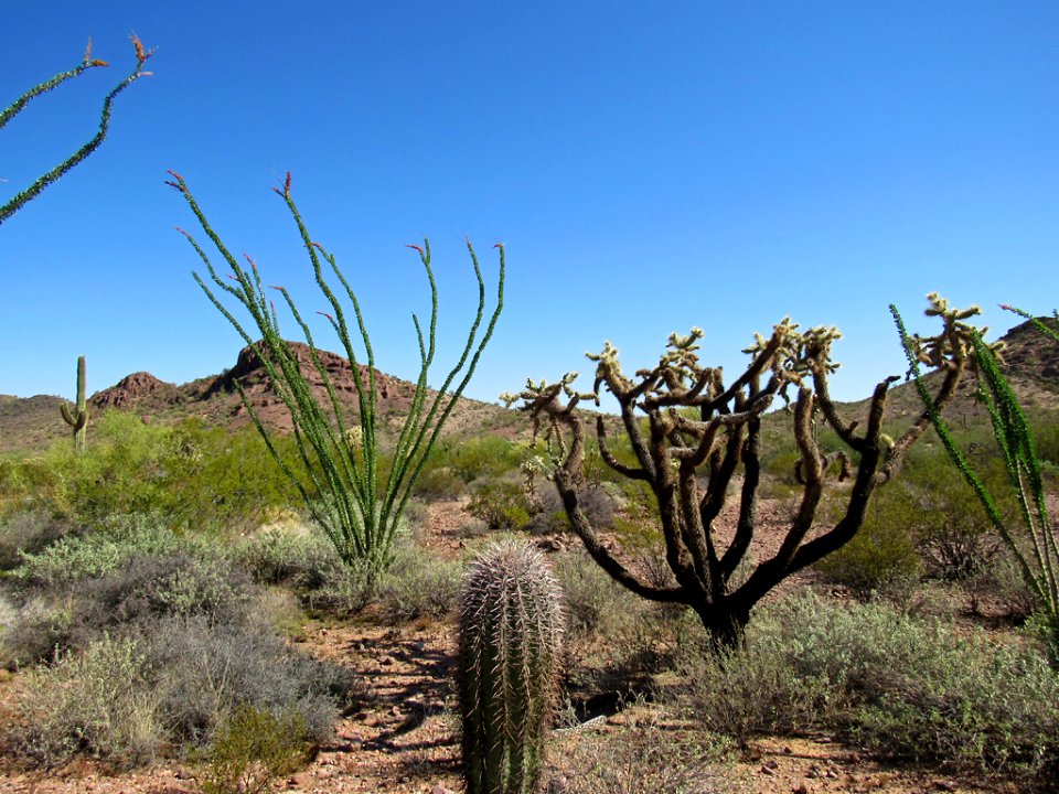 Organ Pipe Cactus NM in Arizona
