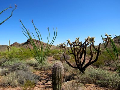 Organ Pipe Cactus NM in Arizona