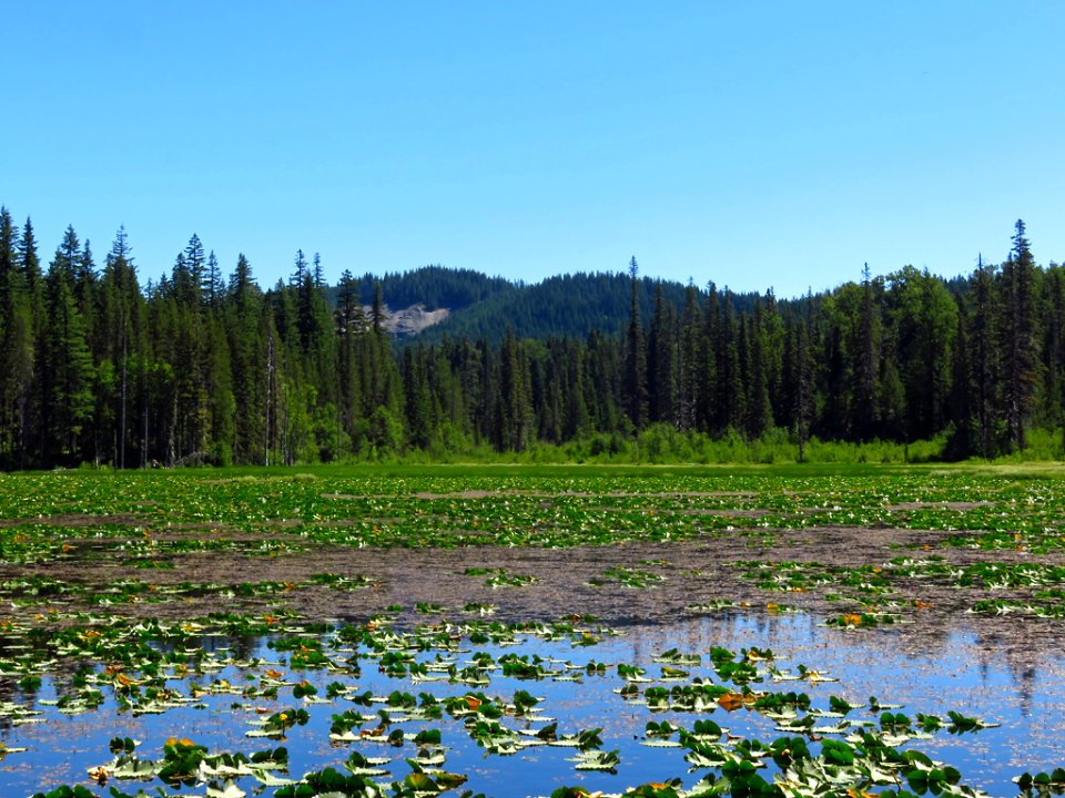 Mt. Adams Wilderness in WA