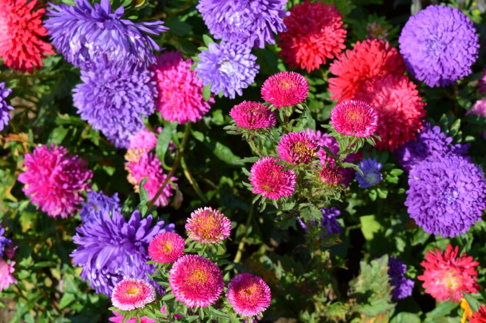 Flower flower bed bright