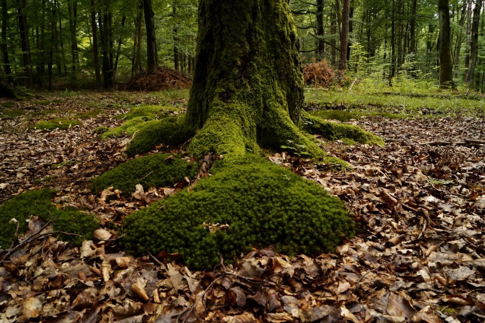 Undergrowth forest nature