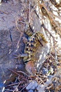 Lizard in the Piute Mountains photo
