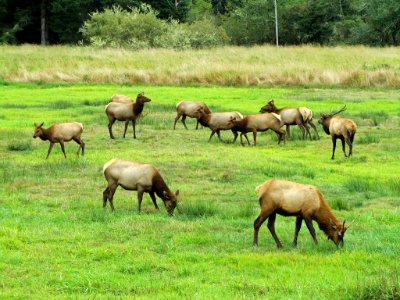 Elk Herd at Pacific Coast In OR