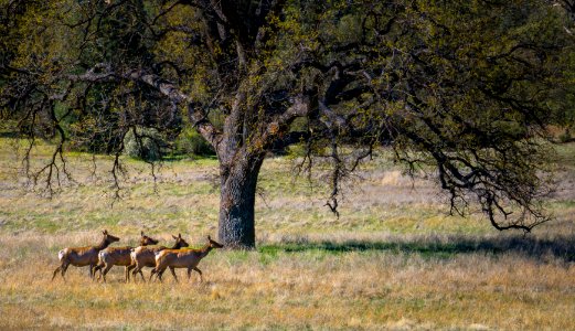 Tule Elk in Clear Creek Management Area photo