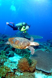 Underwater sea scuba