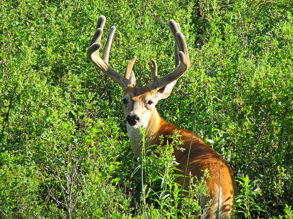 Deer at National Bison Range in MT