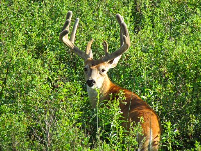 Deer at National Bison Range in MT
