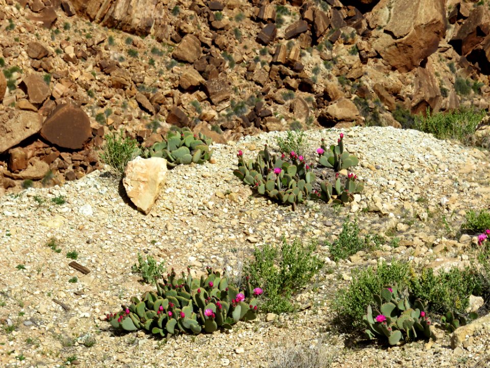 Navajo Land in The SW