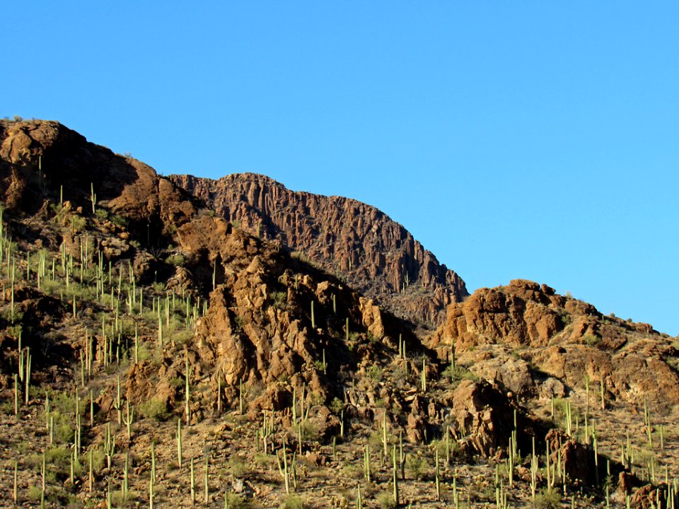 Saguaro NP in Arizona
