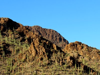 Saguaro NP in Arizona photo