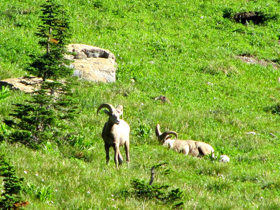 Bighorn Sheep at Glacier National Park in MT
