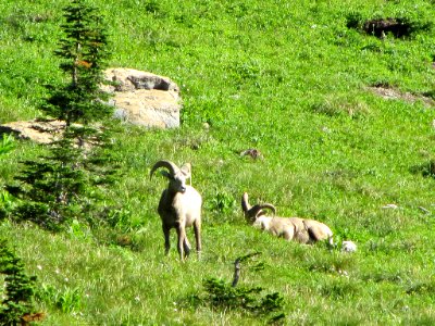 Bighorn Sheep at Glacier National Park in MT photo