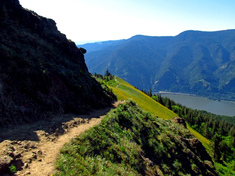 Wildflowers on Dog Mountain Trail in WA