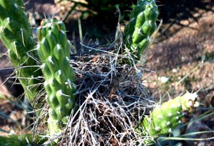 Bird Nest in our Cactus