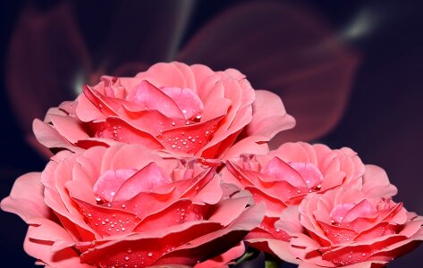 Flower rose bush linda