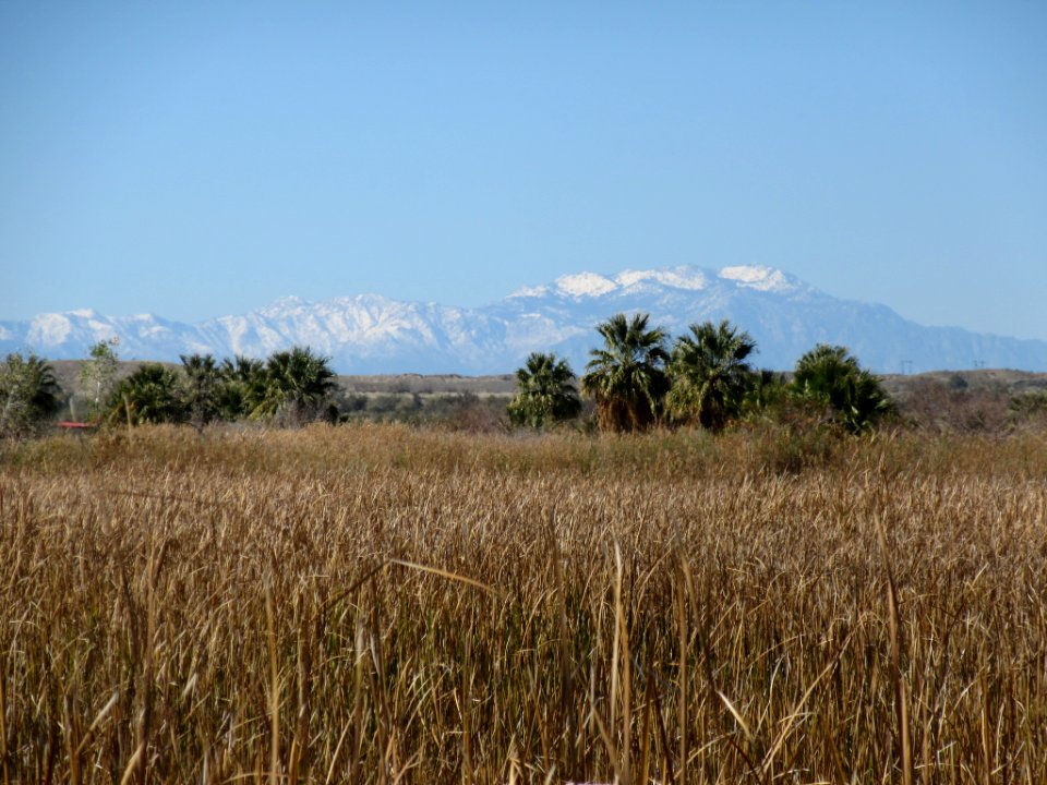 Dos Palmas Preserve, Palm Springs South Coast Field Office