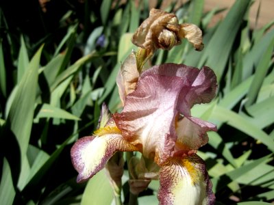 Worn Iris photo