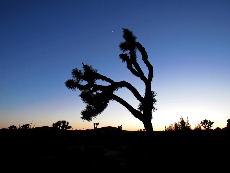 Sunset at Joshua Tree NP in California