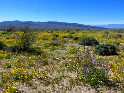 Cottonwood Spring with Wildflowers at Joshua Tree NP in CA photo