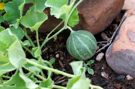 At Least Now I know Which Plant is Watermelon photo