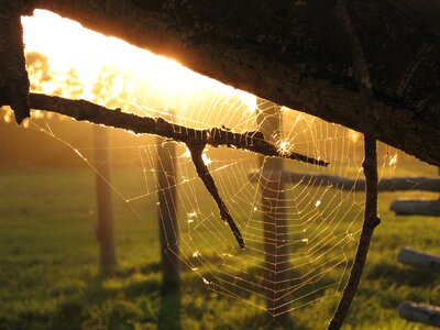 Fairytale cobweb seasonal