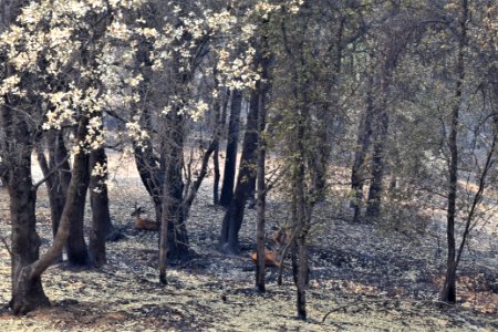 2018 Carr Fire