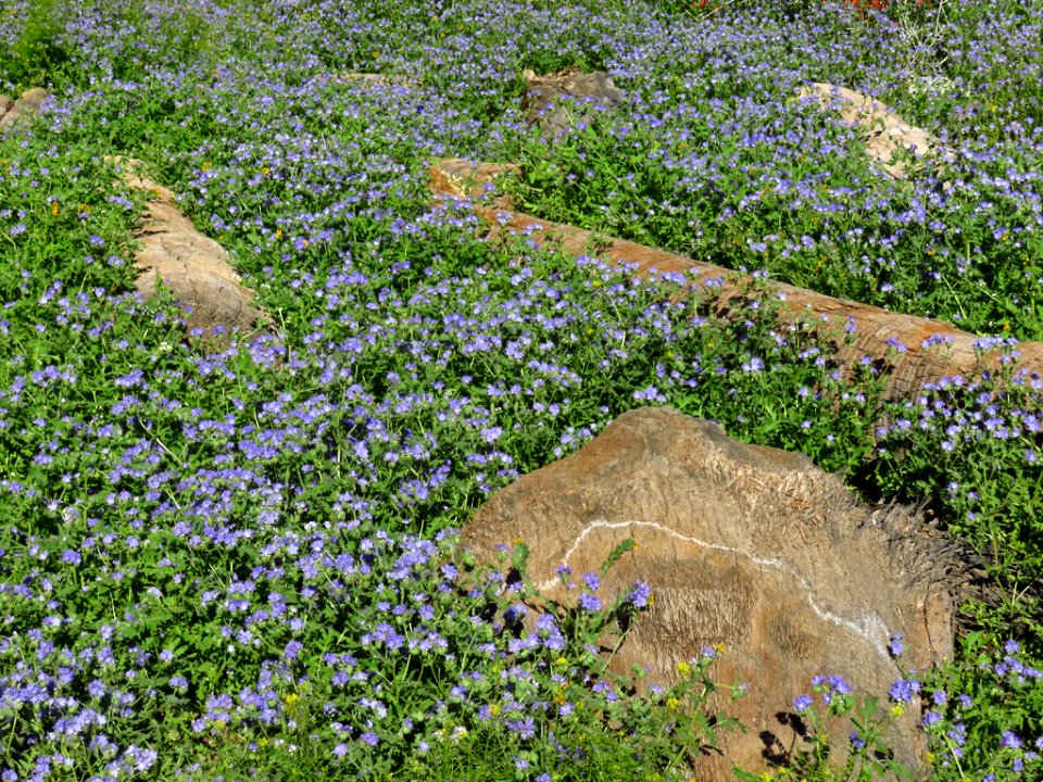 Wildflowers at Anza-Borrego Desert SP in CA