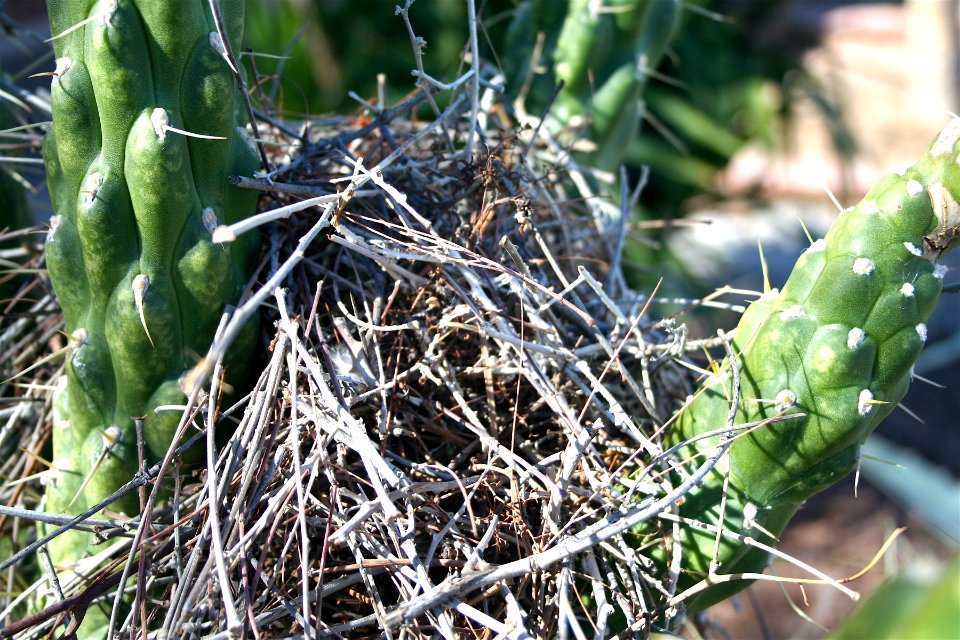 Bird Nest in our Cactus