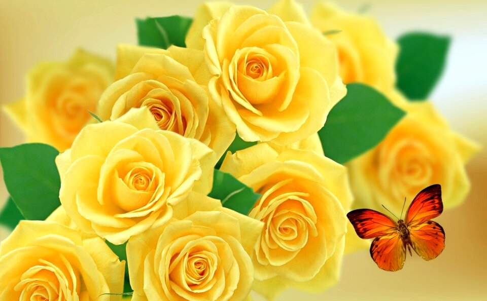 Nature flower rose bush