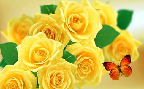 Nature flower rose bush