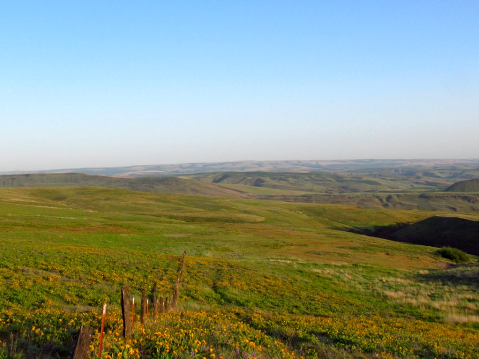 Wildflowers at Dalles Mt. Ranch in WA