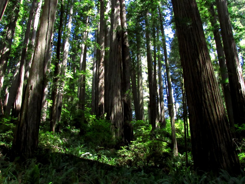 Jedediah Smith Redwoods SP in California