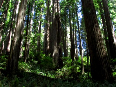 Jedediah Smith Redwoods SP in California photo