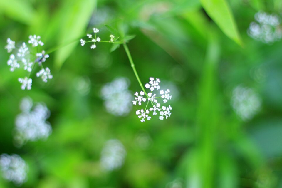 Spring nature meadows