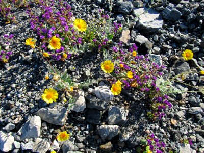 Wildflower Super Bloom at Death Valley NP in CA