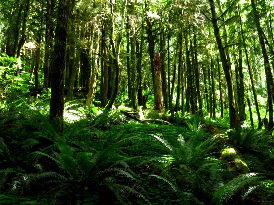 Saddle Mountain Trail in OR