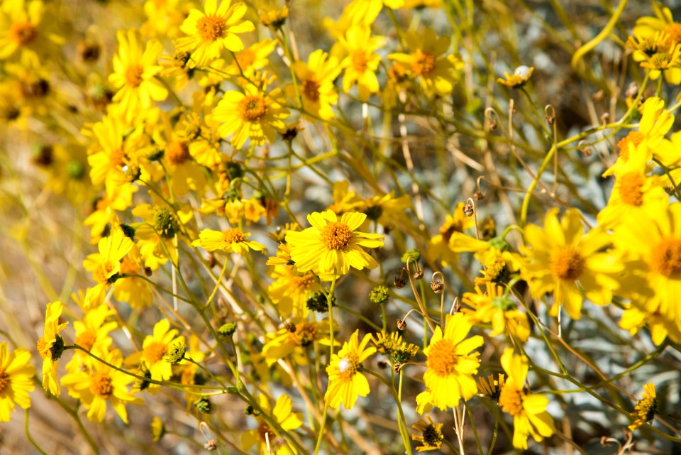 Spring 2018 America Mine Brittle Bush Bloom