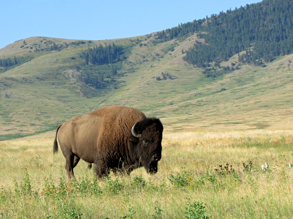 National Bison Range in MT