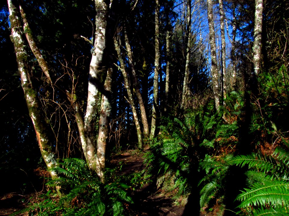 Forest at God's Thumb Hike in OR